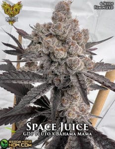 Space Juice  (Feminized) - Solfire Gardens