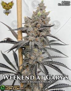 Weekend at gary's (feminized) - solfire gardens