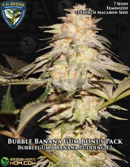T.H. Seeds - Bubble Banana Gum 710 Bonus Pack {FEM} [8pk]bubble-banana-gum-bonus-pack-fem
