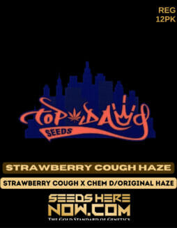 Top Dawg Seeds - Strawberry Cough Haze {REG} [12pk]Top Dawg Strawberry Cough Haze