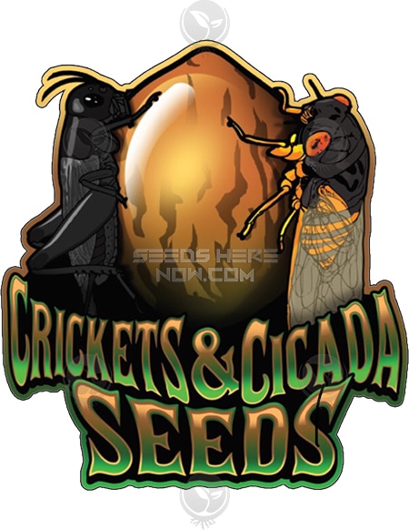 Crickets & Cicada – Panama Red