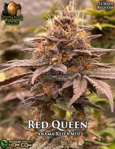 Red Queen (Regular) - Crickets and Cicada Seeds