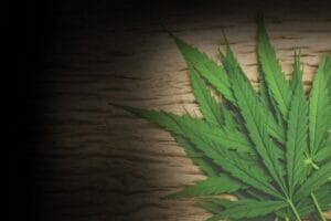 Cannabis leaves on wooden floor