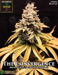 The Convergence (Regular) - Irie Genetics