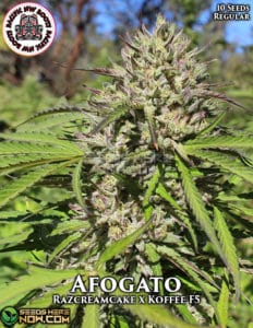 Afogato (regular) - Pacific Northwest Roots