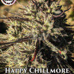 Happy Chillmore (Regular) - Pacific Northwest Roots