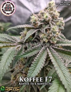 Koffee F7 (regular) - Pacific Northwest Roots