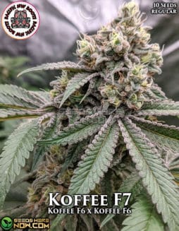 Pacific Northwest Roots - Koffee F7 {REG} [10pk]pacific northwest roots