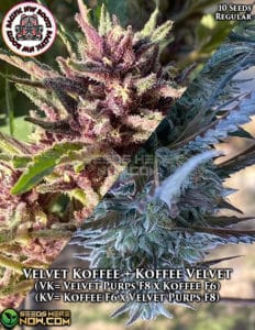Velvet Koffee + Koffee Velvet (regular) - Pacific Northwest Roots