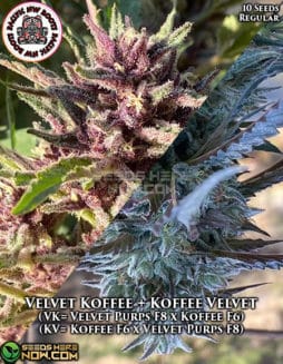 Pacific Northwest Roots - Velvet Koffee + Koffee Velvet {REG} [10pk]pacific northwest roots
