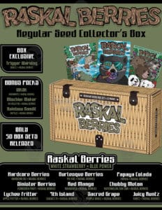 Raskal Berries Box Set (Regular) - Sin City Seeds
