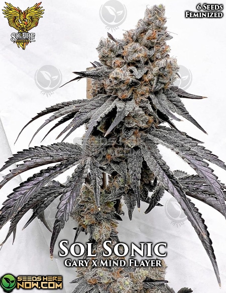 Solfire-gardens-sol-sonic-fem-6