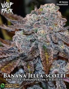 Banana Jella-scotti (Regular) - Wolfpack Selections
