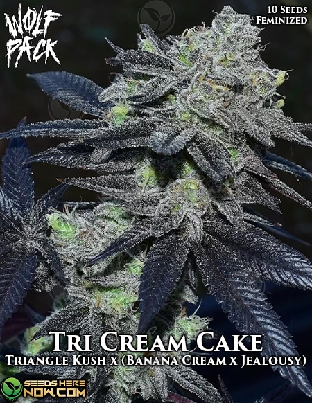 Tri-cream-cake-fem