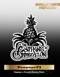 Powpaya F3 (Regular) (space) The Captain's Connection