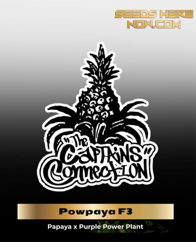 Powpaya F3 (Regular) - The Captain's Connection