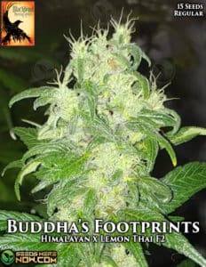 Buddha's Footsteps (regular) - Blackbird Preservations