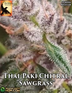 Thai-Paki Chitral "Sawgrass" (Regular) - Blackbird Preservations