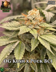 OG Kush x Puck BC1 (Regular) - Crickets and Cicada Seeds