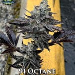 91 Octane (Feminized) - Exotic Genetix - {Last Pack}