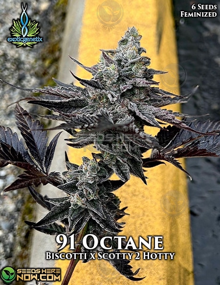 91 Octane
