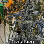 Dirty Bird (Feminized) - Exotic Genetix