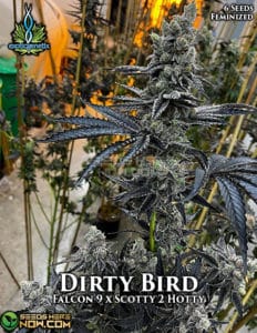 Dirty Bird (feminized) - Exotic Genetix
