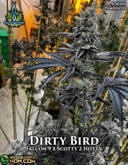 Exotic Genetix - Dirty Bird {FEM} [6pk]Dirty Bird