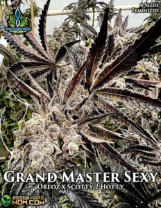 Grand Master Sexy (feminized) - Exotic Genetix