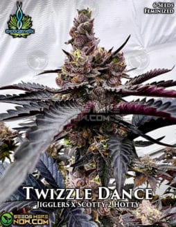 Exotic Genetix - Twizzle Dance {FEM} [6pk]Twizzle Dance