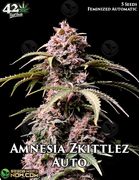 Fast-Buds-Amnesia-Zkittlez-Auto