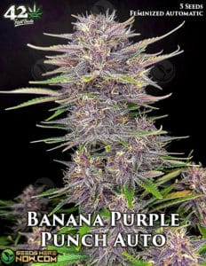 Banana Purple Punch Auto (autoflower) - Fast Buds