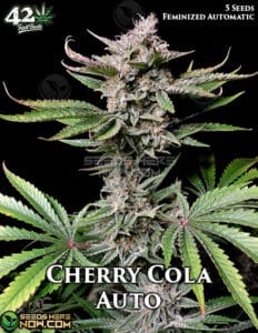 Cherry Cola Auto (autoflower) - Fast Buds