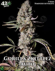 Gorilla Zkittlez Auto (autoflower) - Fast Buds