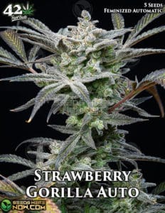 Strawberry Gorilla Auto (autoflower) - Fast Buds