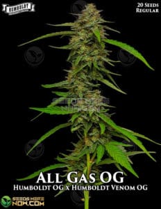 All gas og (regular) - humboldt seed company