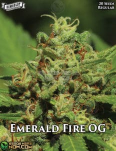 Humboldt Seed Company - Emerald Fire OG {REG} [20pk]Humboldt-seed-company-emerald-fire-og