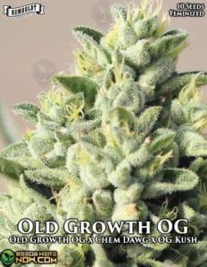 Old Growth OG (Feminized) - Humboldt Seed Company