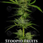 Stoopid Fruits (Feminized) - Humboldt Seed Company