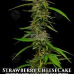 Strawberry Cheesecake (Feminized) - Humboldt Seed Company