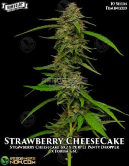 Humboldt Seed Company - Strawberry Cheesecake {FEM} [10pk]strawberry cheesecake