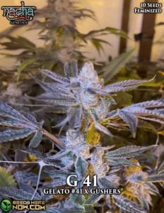 G 41 (feminized) - nasha genetics