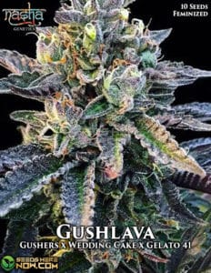 Gushlava (feminized) - nasha genetics