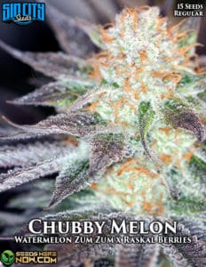 Chubby Melon (regular) - Sin City Seeds