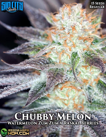 Sin-City-Seeds-Chubby-Melon