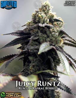 Sin City Seeds - Juicy Runtz {REG} [15pk]sin-city-seeds-juicy-runtz