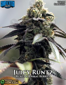 Juicy runtz (feminized) - sin city seeds