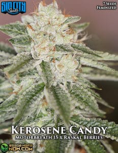 Kerosene candy (feminized) - sin city seeds
