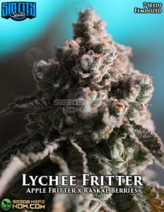 Lychee fritter (feminized) - sin city seeds