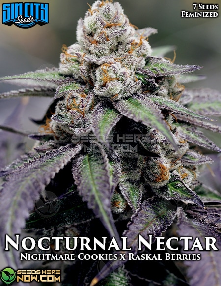 Sin-city-seeds-nocturnal-nectar-fem